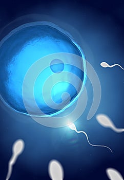 Human sperms with ovum