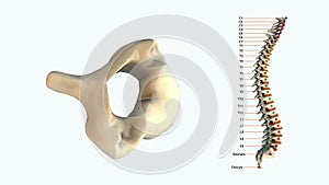 The human spinal column - C4