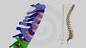 The human spinal column - Cervical spine