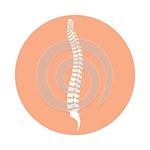 Human spinal column in the circle