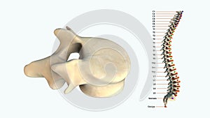 The human spinal column - L1