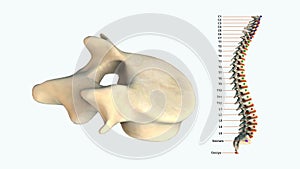 The human spinal column - L3