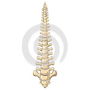 Human Spinal Column Structure Illustration Anatomy of the Spine Vertebral Bone Column