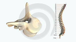 The human spinal column - T1