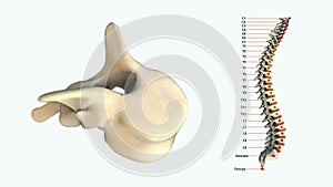 The human spinal column - T3