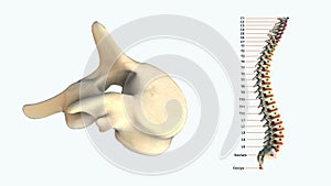 The human spinal column - T5