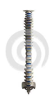 Human spine