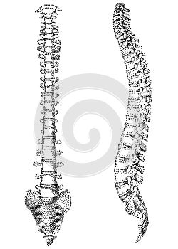 Human spine