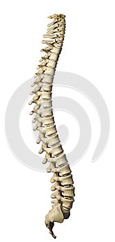 Hombre columna vertebral 