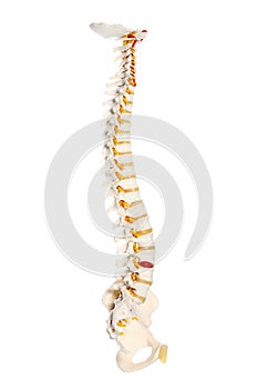 Hombre columna vertebral 