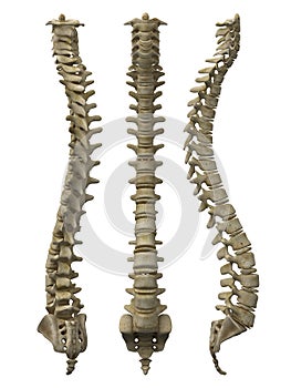 Hombre columna vertebral 