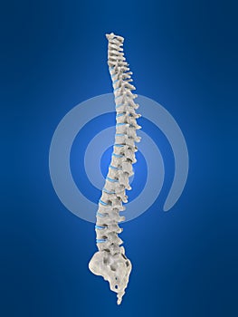 Uomo colonna vertebrale 