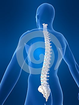 Uomo colonna vertebrale 