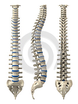 Hombre columna vertebral 