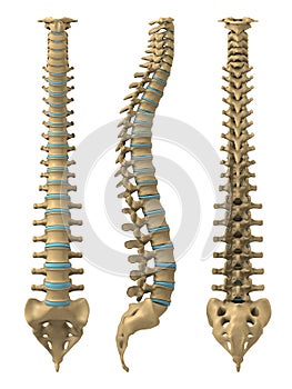 Hombre columna vertebral 