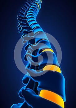Human Spine Anatomy