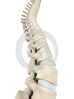 Human Spine Anatomy