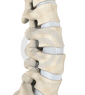 Human Spine Anatomy