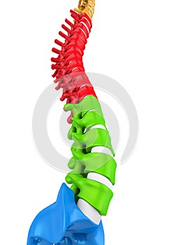 Human Spine Anatomy Illustration