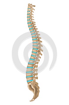 Human spine anatomy. Intervertebral discs.