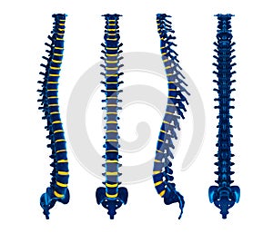 Human Spine Anatomy