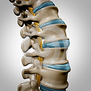 Human Spine Anatomy Section