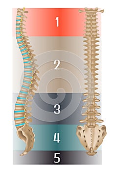 Human spine anatomy. Side and back views.