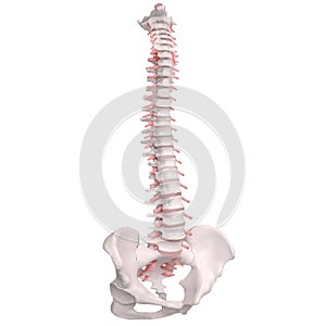 Human Spine Anatomy. Skeletal human spine and vertebral column or intervertebral discs. Detailed spine with Intervertebral discs