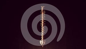 Human Spine Anatomy Spinal Cord Flexible Backbone Vertebrate Column Segmented Skeleton Bones