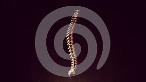 Human Spine Anatomy Spinal Cord Flexible Backbone Vertebrate Column Segmented Skeleton Bones Side View photo