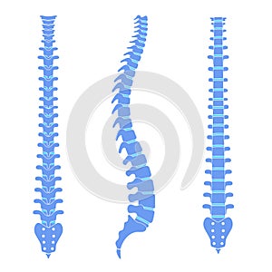 Human spine anatomy vector illustration