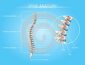 Human Spine Anatomy Vector Medical Infographic