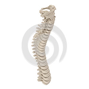 Human Spine Anatomy on white. 3D illustration