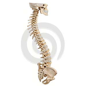 Human spine bone anatomy 3D modeling PSD file photo