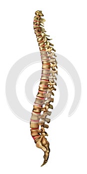 Human spine bones and backbone joints.