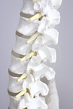 Human spine column vertebra model