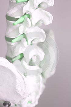 Human spine column vertebra model