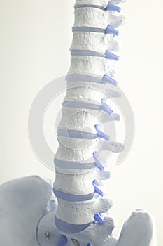 Human spine column vertebra model