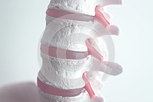 Human spine column vertebra model