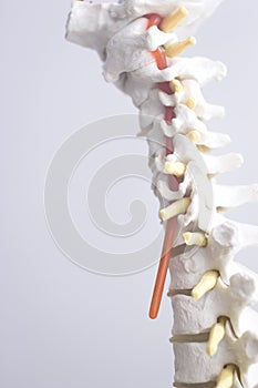 Human spine column vertebra model