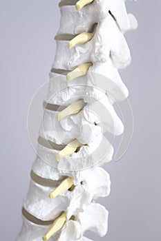 Human spine column vertebra model