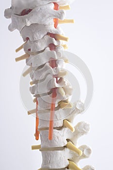 Human spine column vertebra model