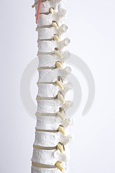 Human spine column vertebra model