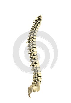 Human spine 3d render on white background