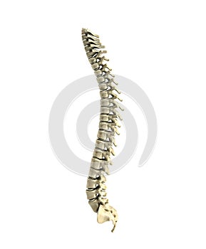Human spine 3d render on white background