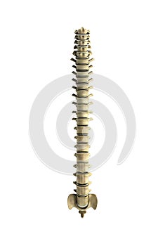 Human spine 3d render on white background