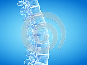 The human spine