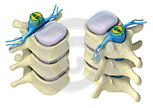 Hombre columna vertebral en detalles 