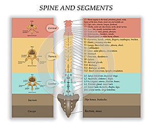 Human Spine in front, diagram with the name and description of all sections of the vertebrae and segments, vector illustration.