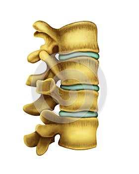 Hombre columna vertebral 